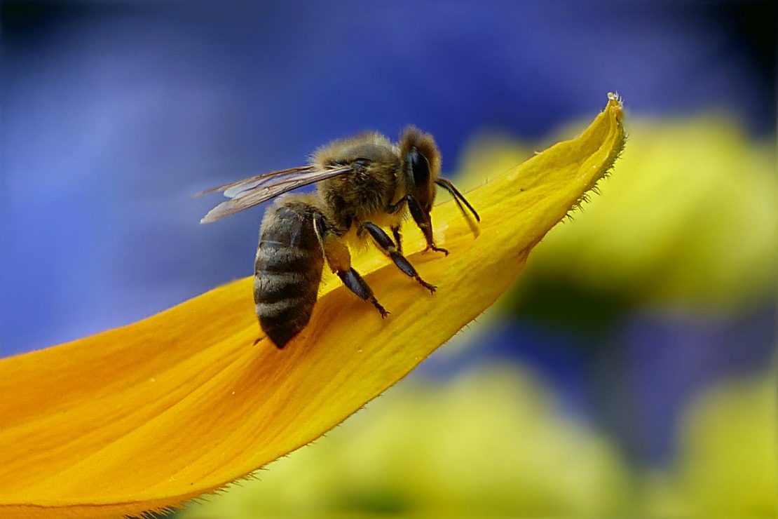 Plantain For Bee Stings