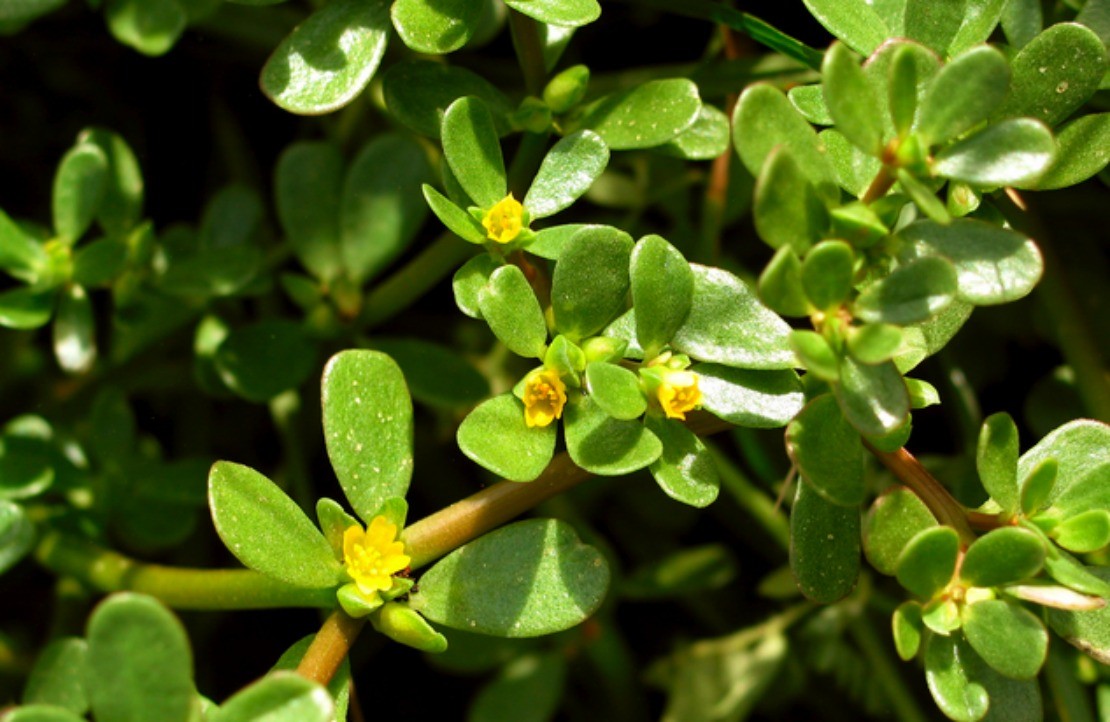 Purslane: A Nutritional Herb | Herbal Academy | Purslane is an excellent nutritional herb for food recipes, garden soil, and as an herbal medicine.