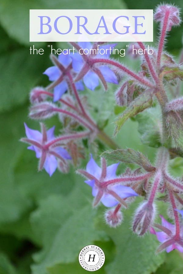 Borage - The "Heart Comforting” Herb | Herbal Academy | Every wondered about borage? If so, learn some fun ways to use it here!