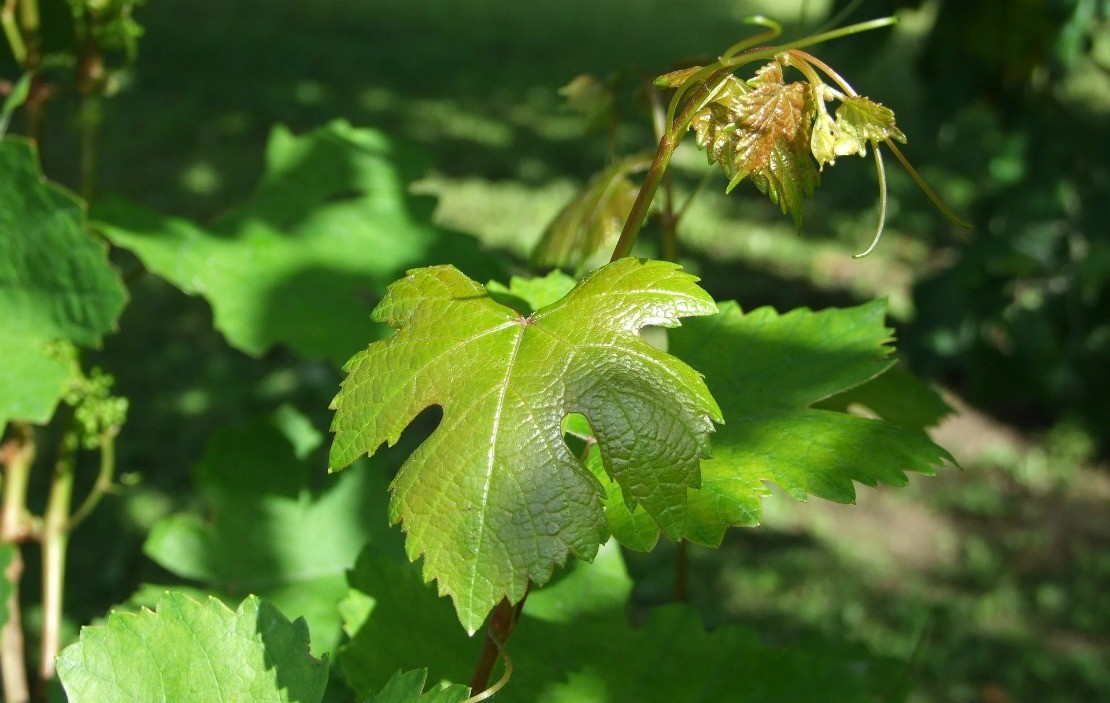 Brie Wrapped in Grape Leaf Appetizer | Herbal Academy | Enjoy this delicious, easy-to-make Brie and grape leaf appetizer recipe. This is perfect for simple get togethers or elaborate pitch in meals.