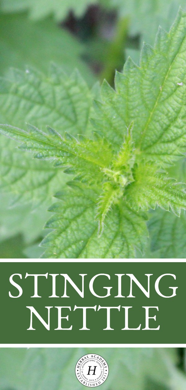 Stinging Nettle | Herbal Academy | Stinging nettle is an amazing superfood herb that is readily available during the spring and summer months. Learn how to use it in this post!
