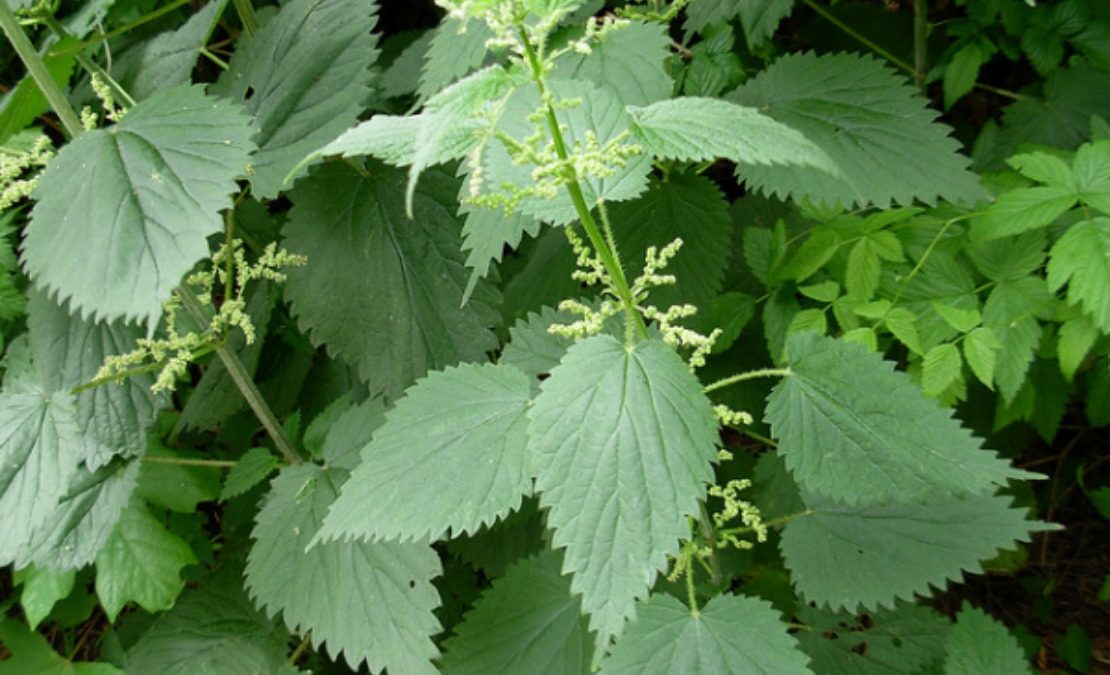 Stinging Nettle | Herbal Academy | Stinging nettle is an amazing superfood herb that is readily available during the spring and summer months. Learn how to use it in this post!