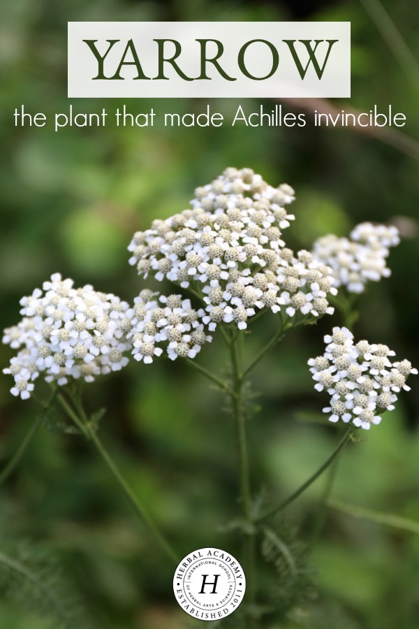 Yarrow: The Plant That Made Achilles Invincible | Herbal Academy | Learn more about the folklore of yarrow and Achilles as well as some practical uses for this herb in this post.