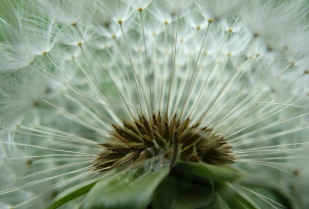What is a Weed? Finding Appreciation - Herbal Academy of New England