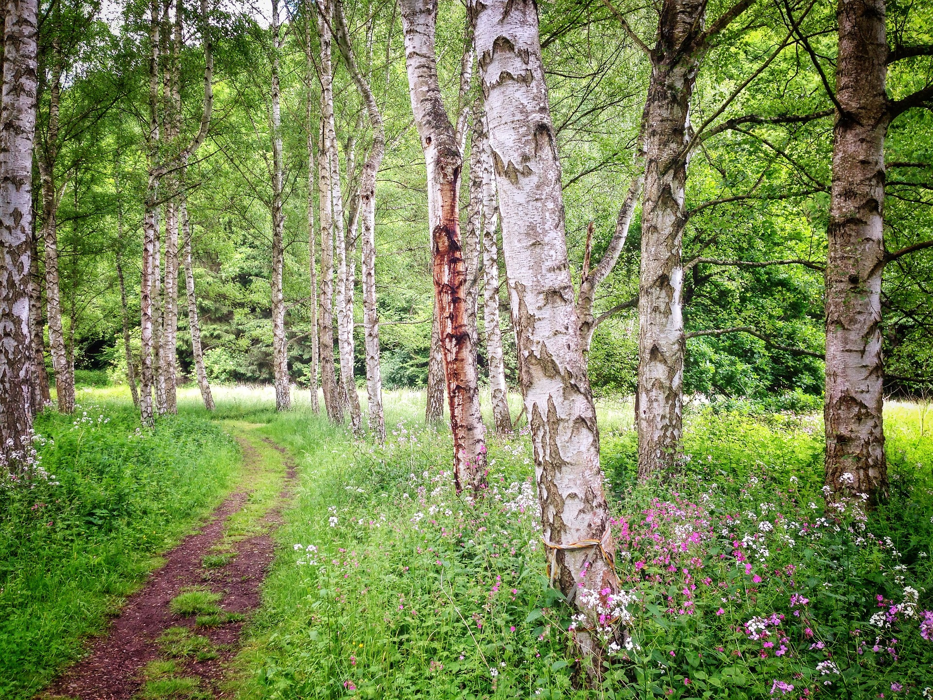 birch-forest