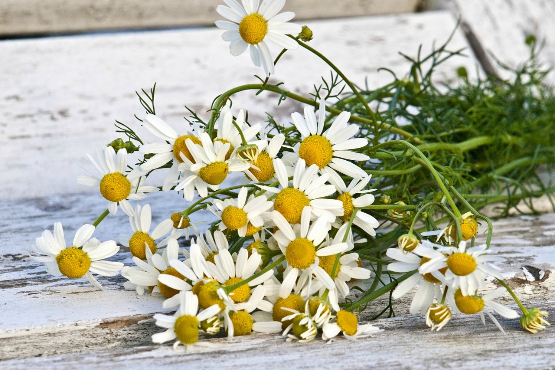 Chamomile Herbs We Love For Summer Herbal Academy