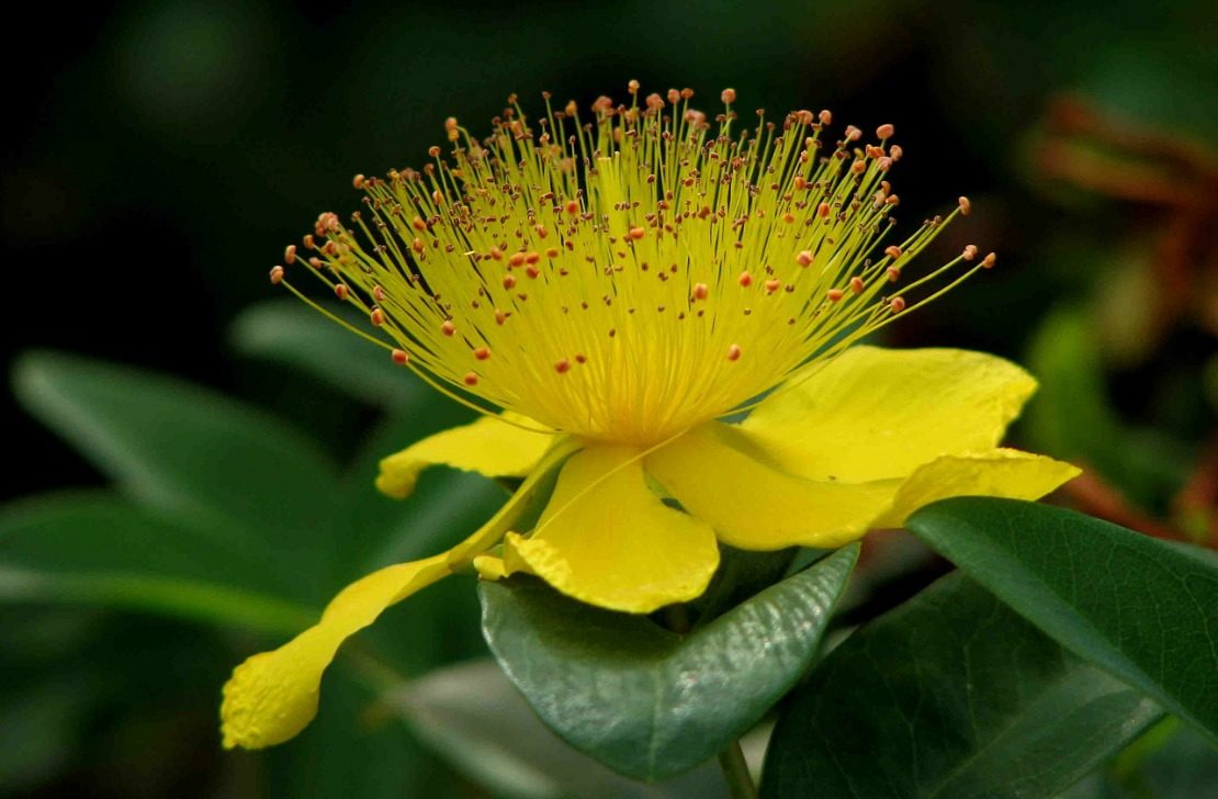 St. John's wort