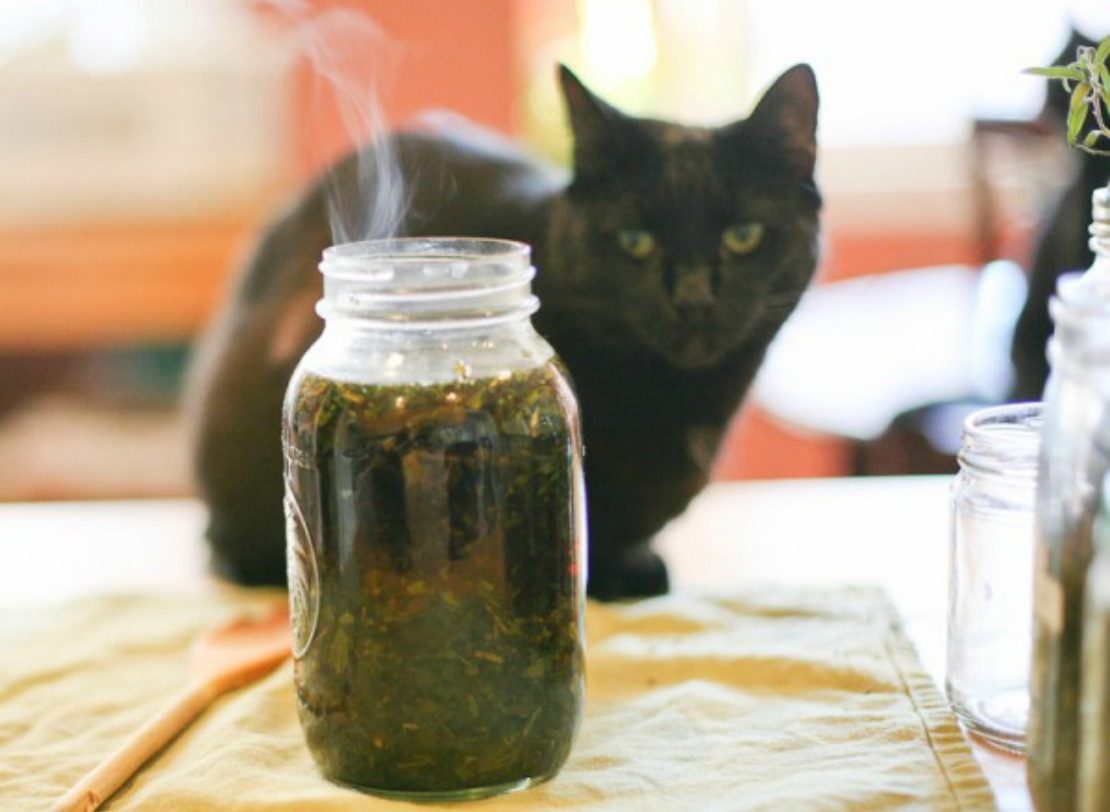 Herbe a chat ( Catnip) – Latribudenana