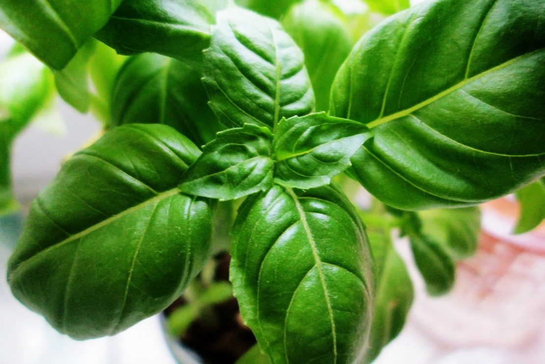 How to Grow Fresh Basil