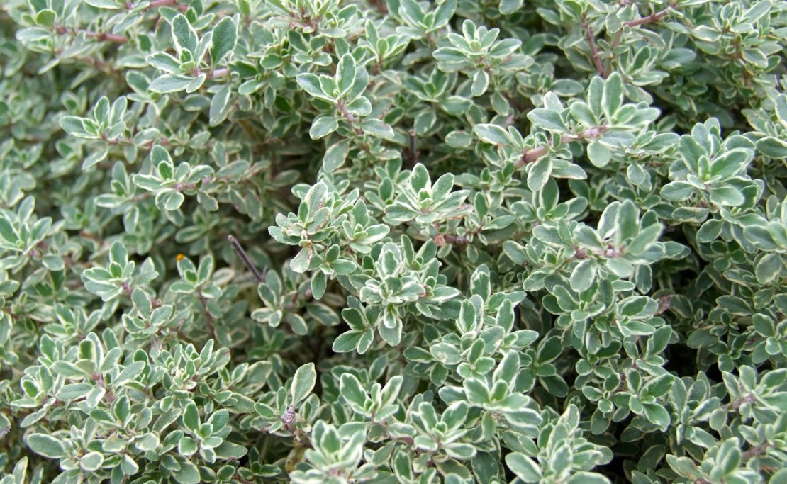 thyme-5 Kitchen Herbs for Cold and Flu