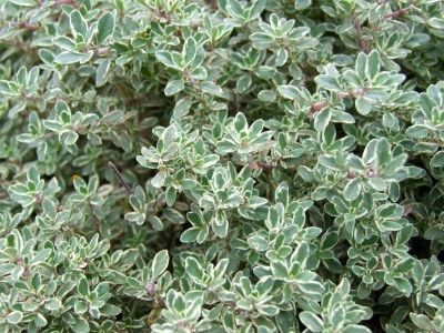 thyme-5 Kitchen Herbs for Cold and Flu