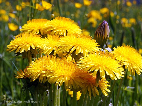 Dandelions in a field