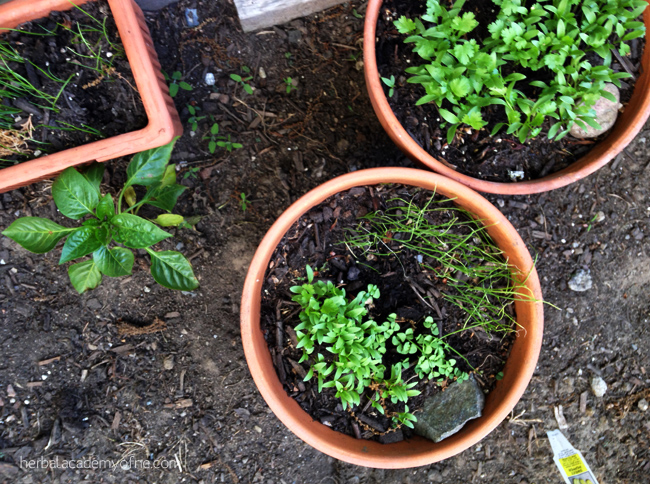 Herb Container Gardens