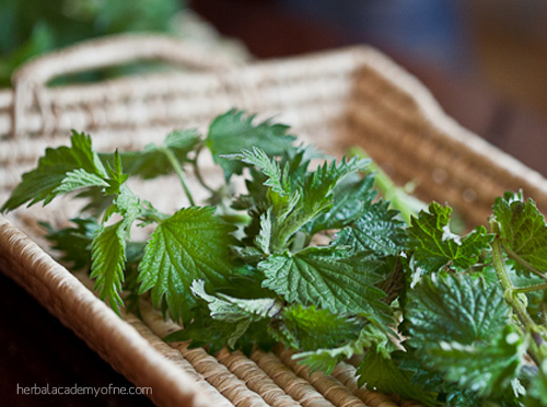 Stinging Nettles basket