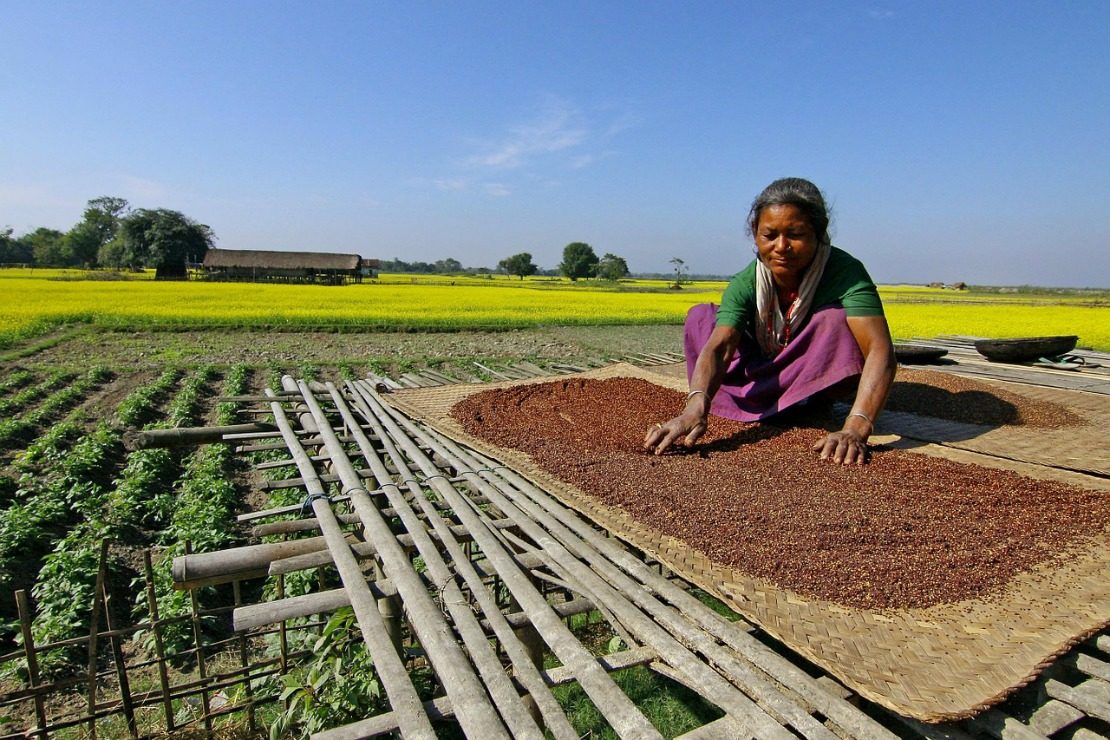 Do You Know the Power of Mustard Seeds? Herbal Academy