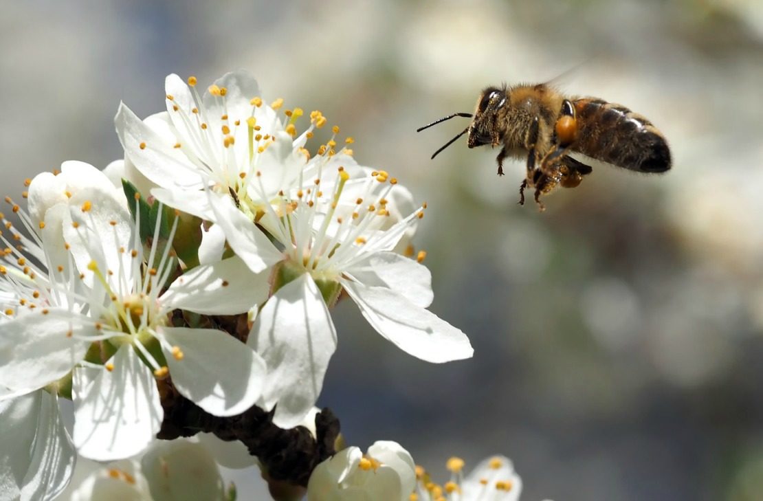 Blackberry Winter - Tips For Helping Bees | Herbal Academy | A sudden cold snap (blackberry winter) can damage flowering herbs and plants. Here are tips to ensure a continuous nectar flow for the garden and honeybees.