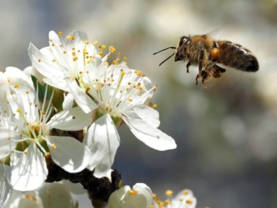 Blackberry Winter - Tips For Helping Bees | Herbal Academy | A sudden cold snap (blackberry winter) can damage flowering herbs and plants. Here are tips to ensure a continuous nectar flow for the garden and honeybees.
