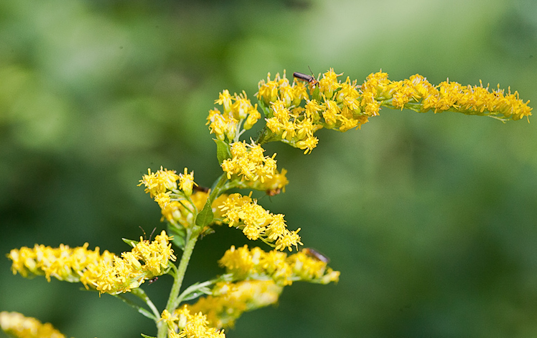 Goldenrod for allergy season