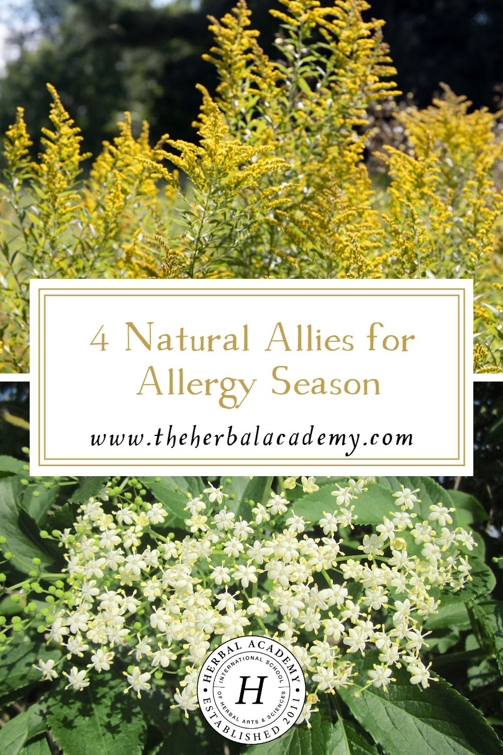 4 Natural Allies for Allergy Season | Herbal Academy | We aim to nourish the body with herbs that support the underlying causes of allergies with simple and natural allies for allergy season.