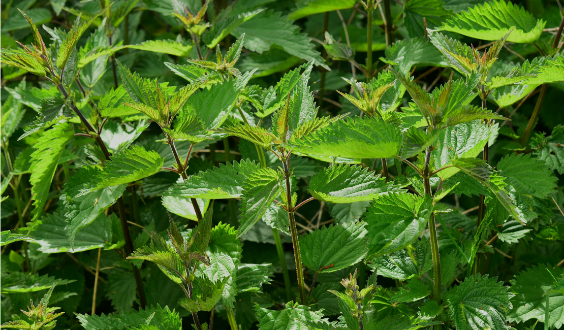 nettle recipes