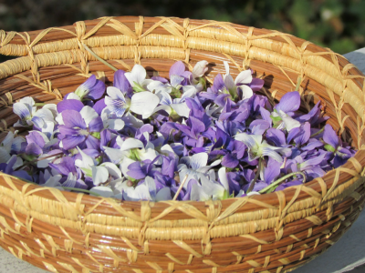 health benefits of violets