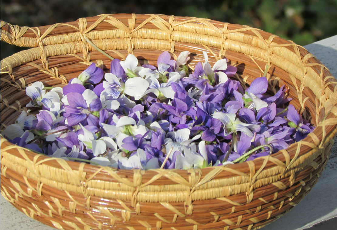 Sweet Violets of Spring | Herbal Academy | These flowers are the perfect pick for spring gatherers. From using them in food to pressing them for note cards, we have some inspirational ideas for using and enjoying the violets of spring!