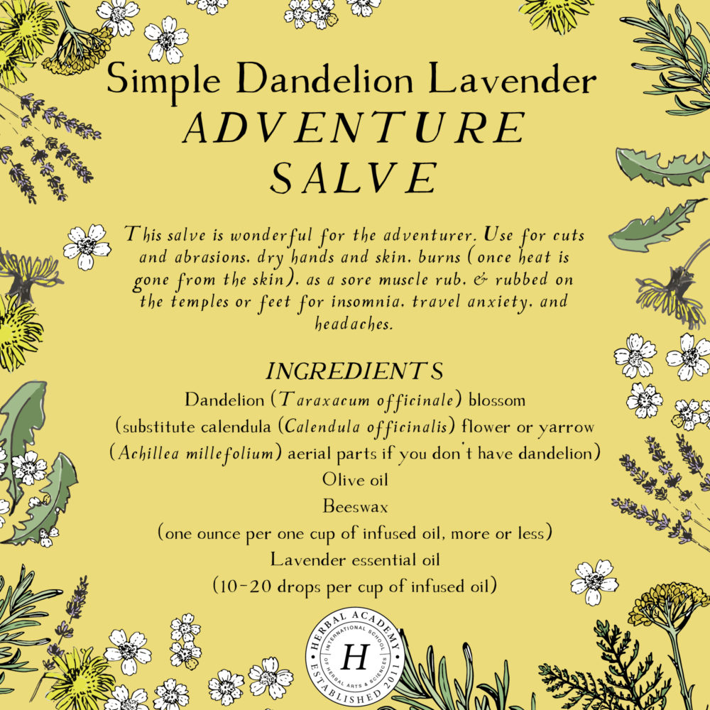 Dandelion: The Dandiest Weed of All | Herbal Academy | Visually dandelions may draw up childhood memories, but they offer many health benefits – from the flowers, to the leaves, and right down to the root.