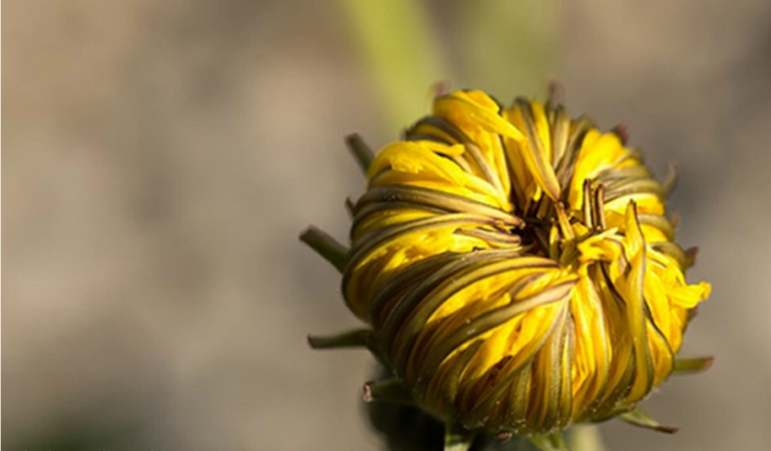 Dandelion: The Dandiest Weed of All | Herbal Academy | Visually dandelions may draw up childhood memories, but they offer many health benefits – from the flowers, to the leaves, and right down to the root.