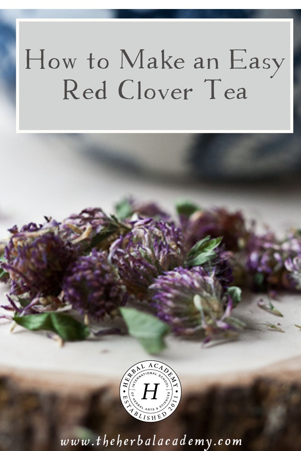How to Make an Easy Red Clover Tea: Red Clover, Red Clover, Bring Good Health on Over | Herbal Academy | Red clover (Trifolium pratense) is a well-known “weed” commonly found in fields, roadsides, and in yards from May until September. Make red clover tea!
