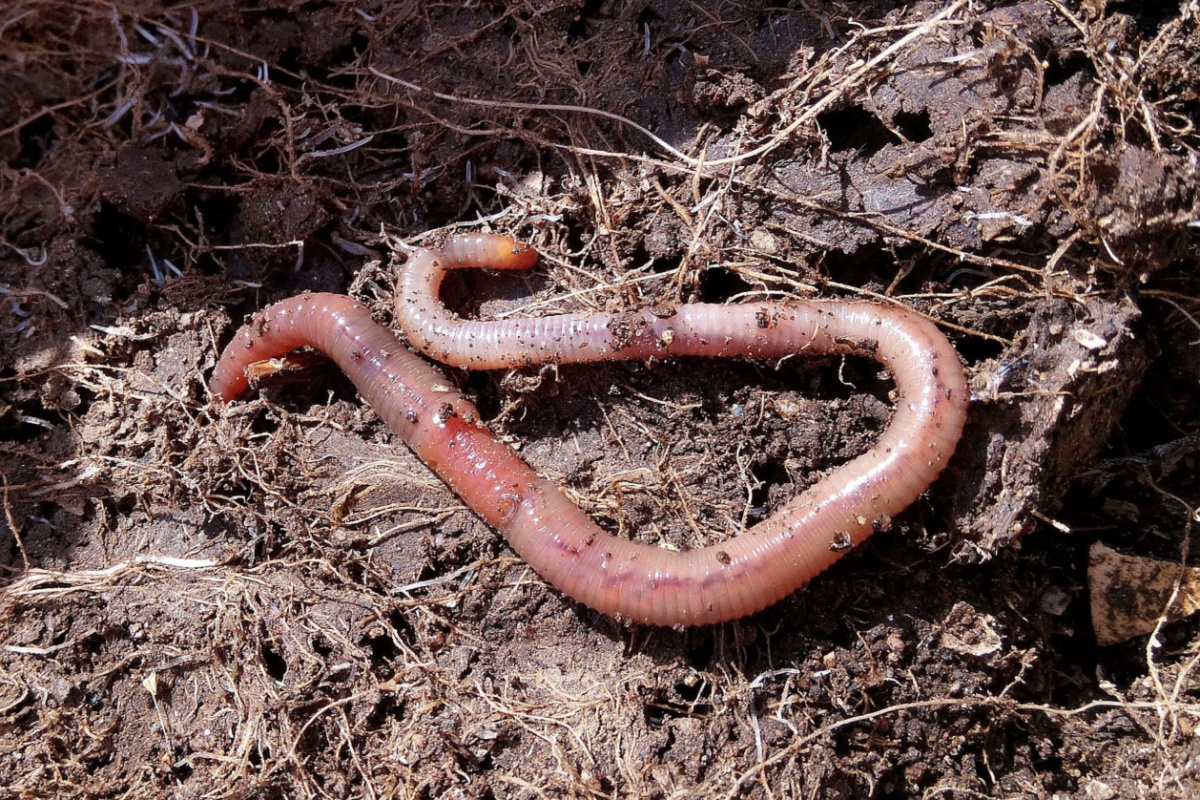 red worm for vermicomposting
