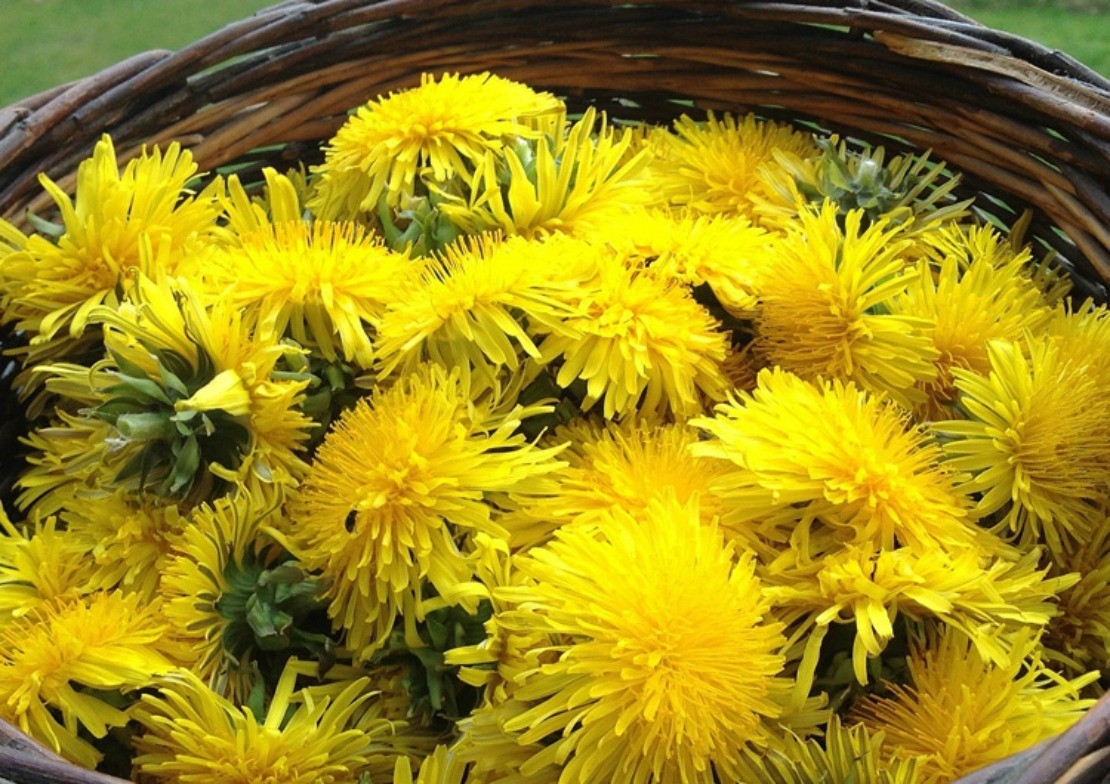 Sweeten Your Breakfast With Dandelion Flower Syrup | Herbal Academy | This spring I vowed I was going to make use of the happy little flower that I grew up thinking was the enemy. I use this dandelion flower syrup on waffles!