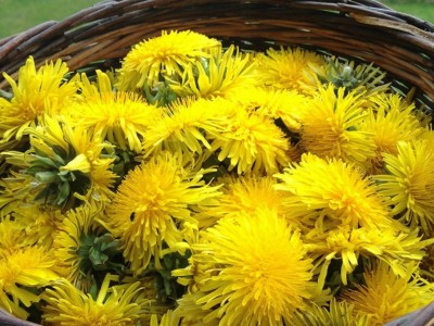 Sweeten Your Breakfast With Dandelion Flower Syrup | Herbal Academy | This spring I vowed I was going to make use of the happy little flower that I grew up thinking was the enemy. I use this dandelion flower syrup on waffles!