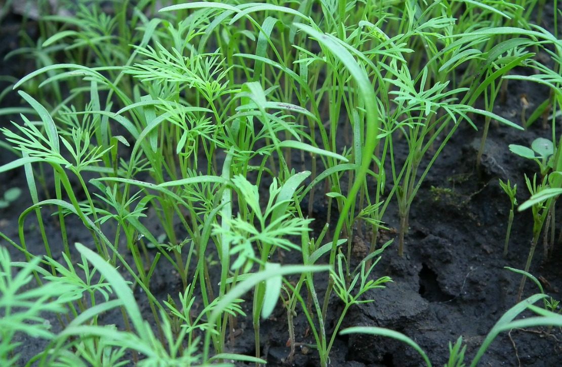 How to Harden Seedlings