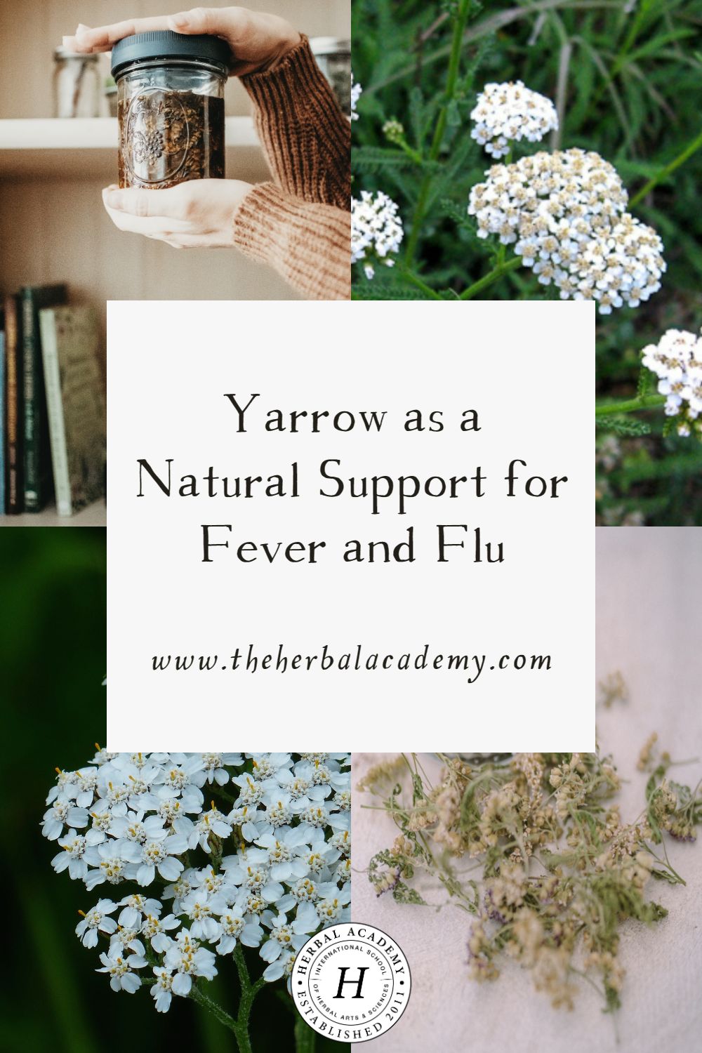 Yarrow as a Natural Support for Fever and Flu | Herbal Academy | Yarrow has drying, astringent properties, which can help those with sinus infections, and be a natural support for fever and flu.