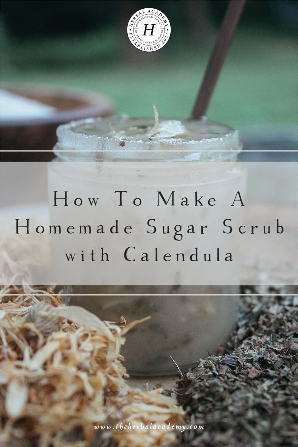 How To Make A Homemade Sugar Scrub with Calendula | Herbal Academy | When it comes to sugar scrubs, you can use only carrier oils and sugar, but where's the fun in that? This homemade sugar scrub uses calendula.