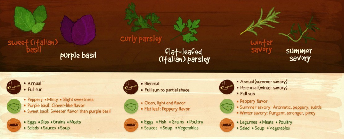 culinary herbs