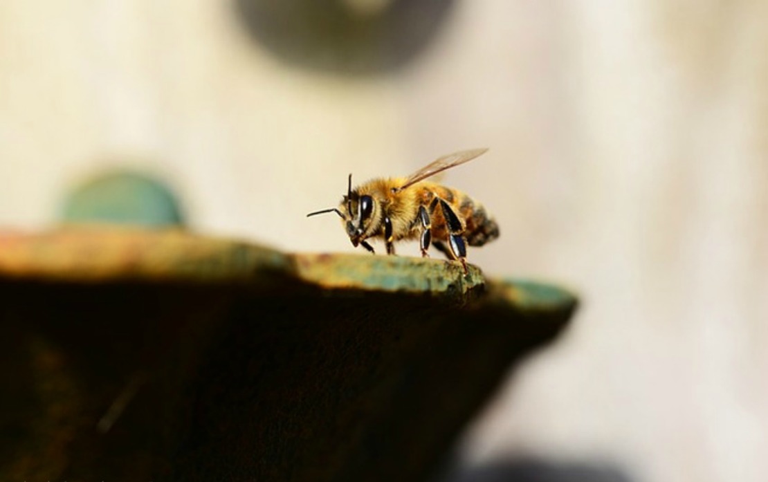 honey bee landing on a stone