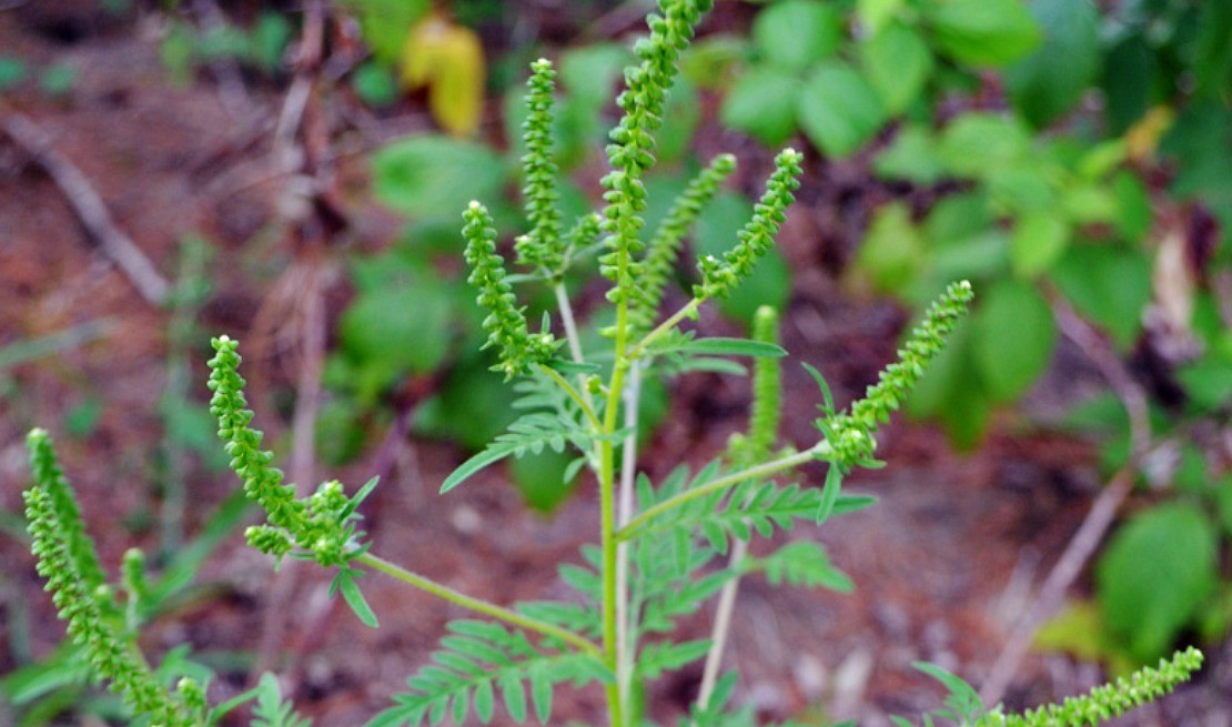 ragweed book