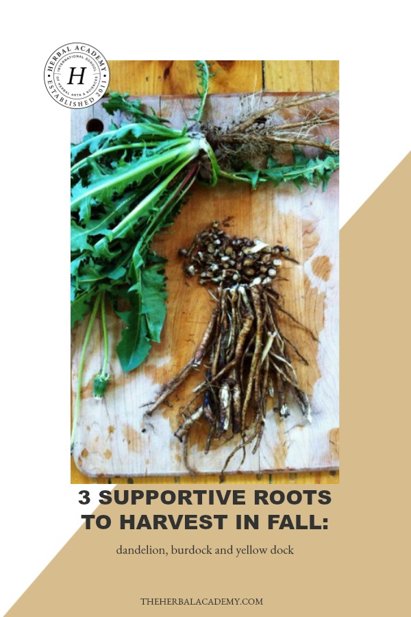 3 Supportive Roots to Harvest in Fall: Dandelion, Burdock and Yellow Dock | Herbal Academy | Common medicinal roots, such as dandelion, yellow dock and burdock, have well-established uses so it's worth getting to know how to harvest and use them.