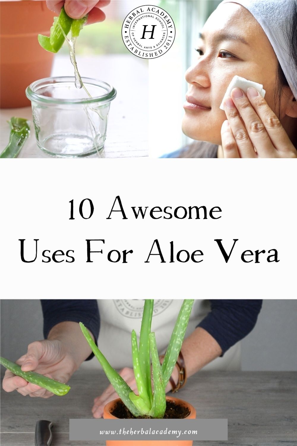 10 Awesome Uses For Aloe Vera | Herbal Academy | The aloe vera plant is a popular and widely used plant for herbal medicine. We have ten uses for aloe vera that you will want to try!