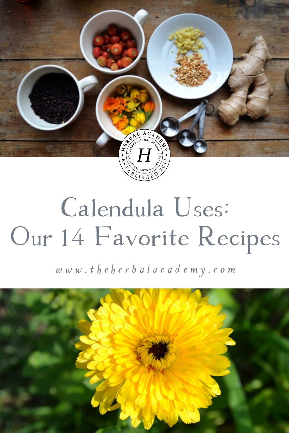 Calendula Uses: Our 14 Favorite Recipes | Herbal Academy | Calendula is most commonly known as a support for cuts and skin health. There are so many calendula uses, but here we share our 14 favorites!