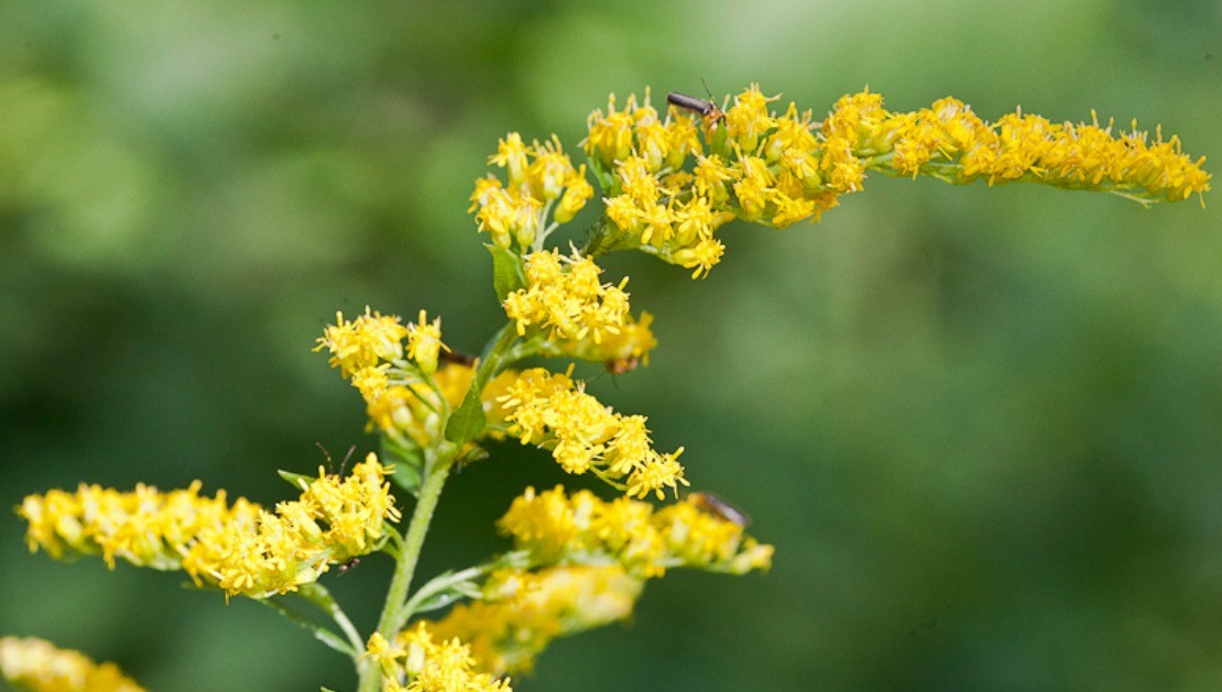 Health Benefits Of Goldenrod Herbal Academy Of New England