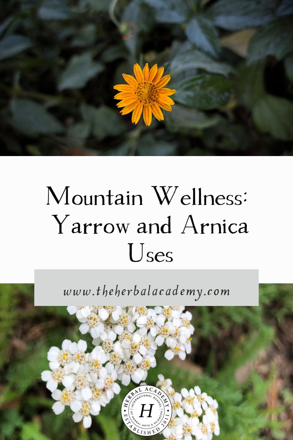 Mountain Wellness: Yarrow and Arnica Uses | Herbal Academy | Yarrow and arnica tinctures are great mountain wellness to add to your first aid kit. Knowing how to use them is incredibly empowering!