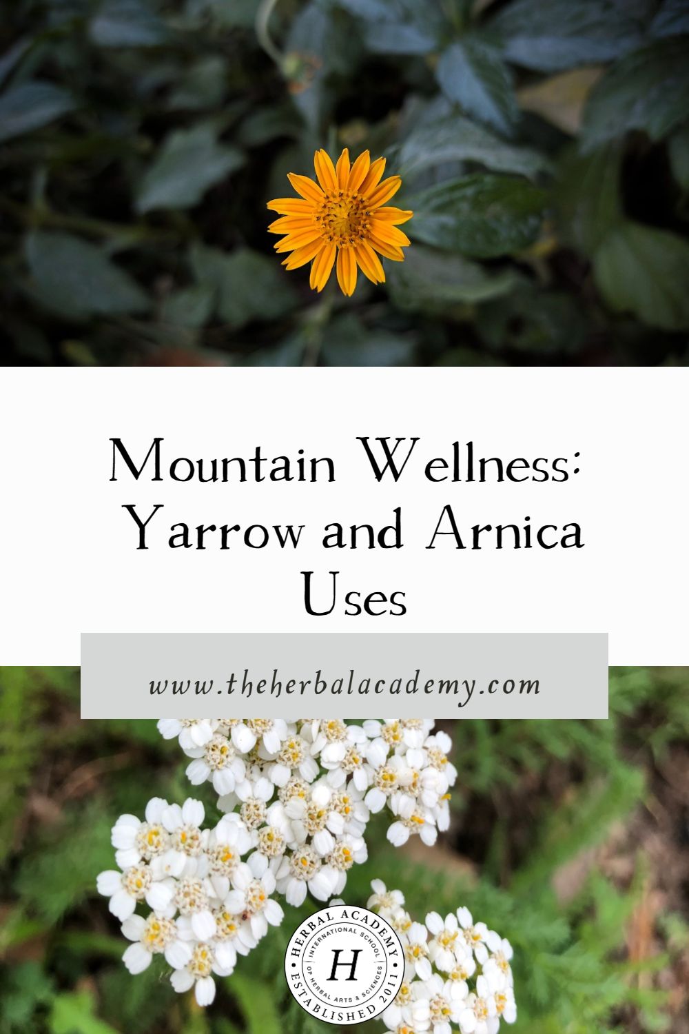 Arnica, Medicinal Uses, Healing Properties & Benefits