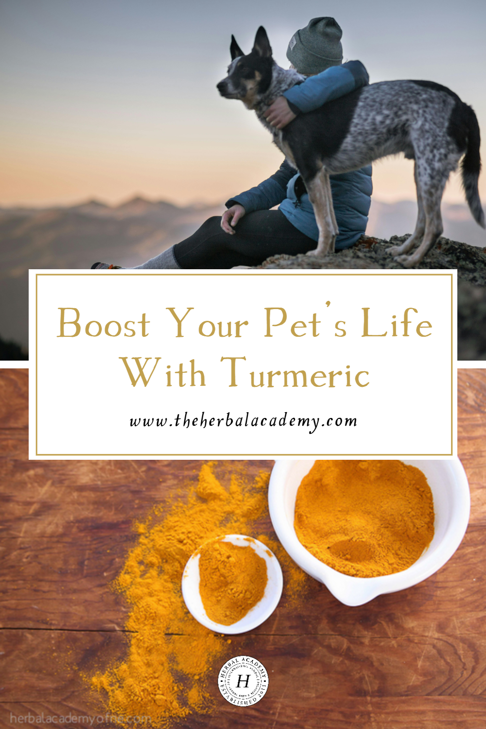 Turmeric can help animals who are experiencing the pain of inflammation. It is a plant in the ginger family and is safe with proper dosage.