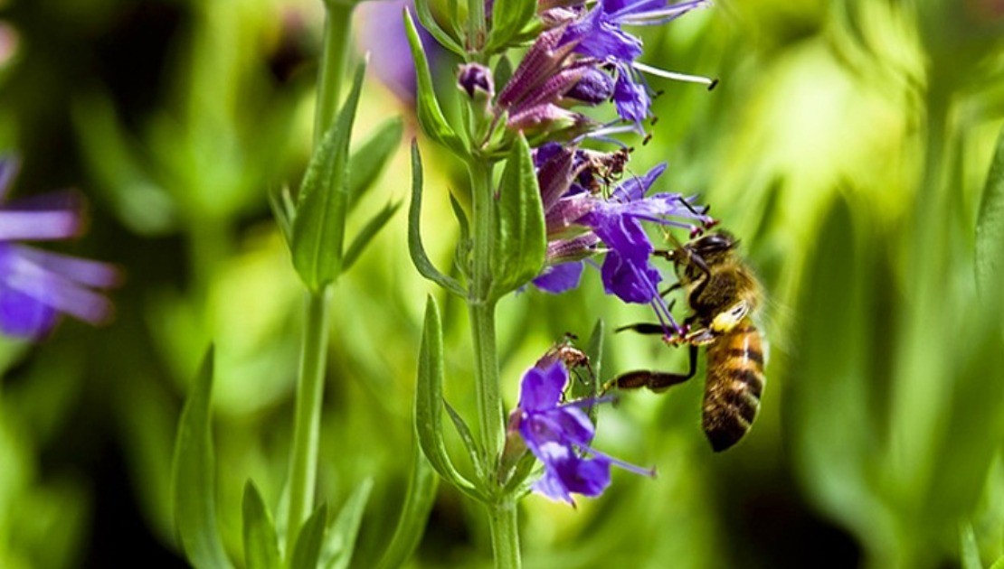 5 Herbs that Attract Beneficial Insects to the Garden