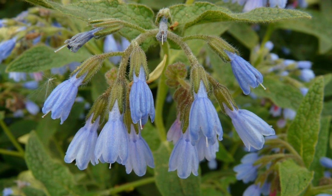 comfrey flowers