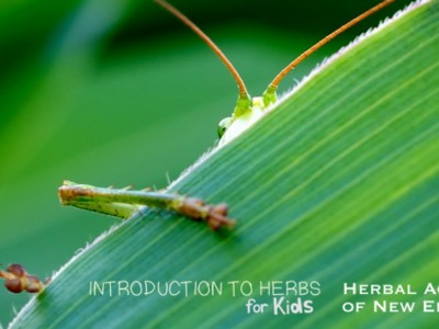 Introduction to Herbs for Kids