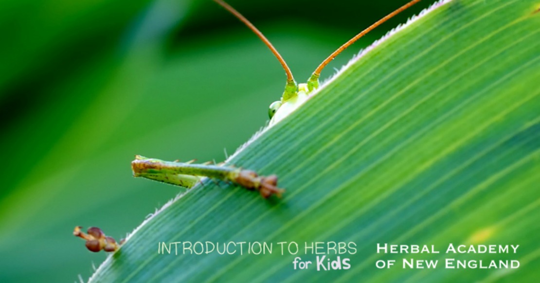 Introduction to Herbs for Kids