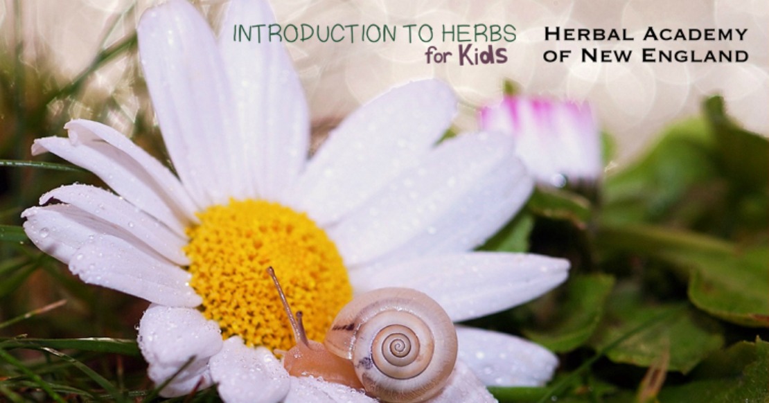 Introduction to Herbs for Kids